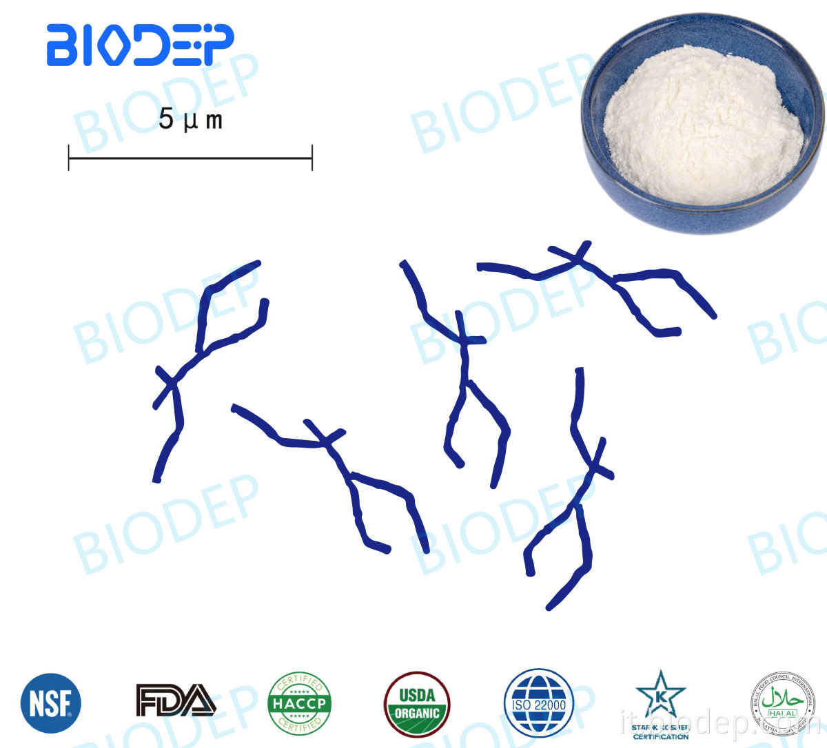 Lactobacillus gasseri